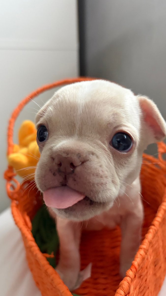 guru doug tweet media