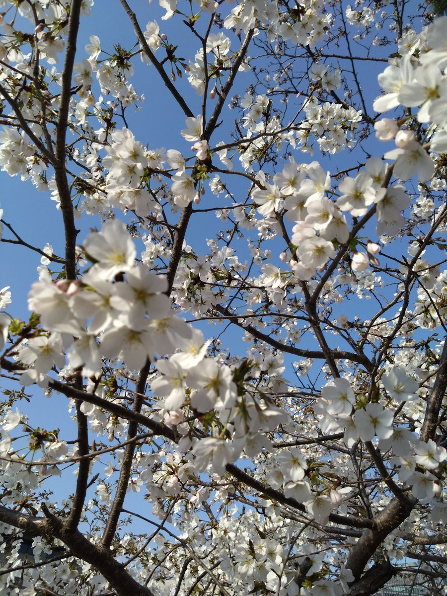 YasaNa9i tweet media