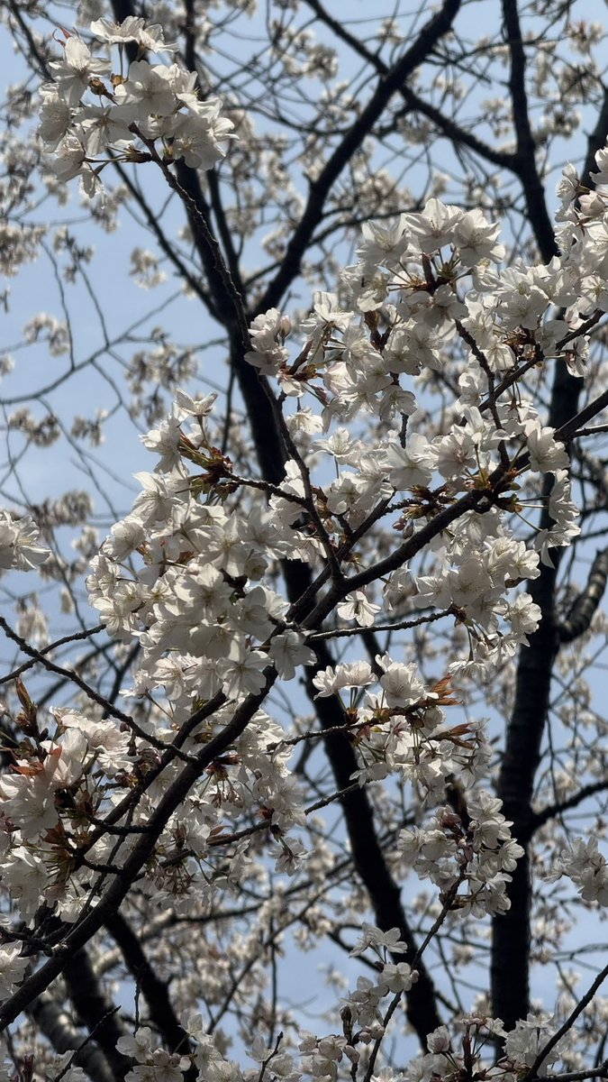 bottsu🍀 tweet media