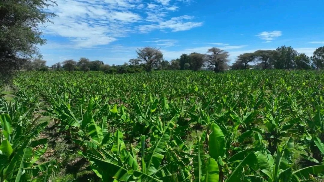 Fana Media Corporation S.C. (FMC) tweet media