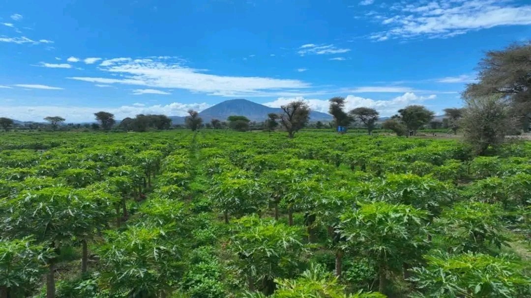 Fana Media Corporation S.C. (FMC) tweet media