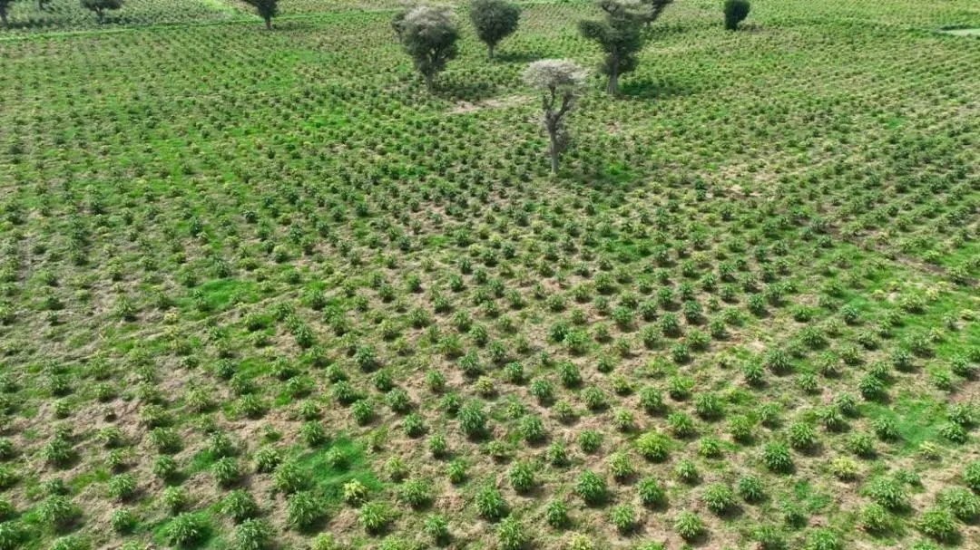 Fana Media Corporation S.C. (FMC) tweet media