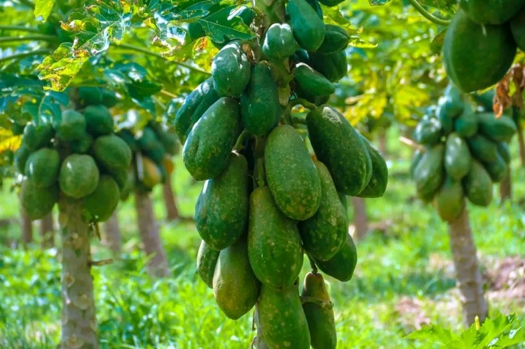 Fana Media Corporation S.C. (FMC) tweet media