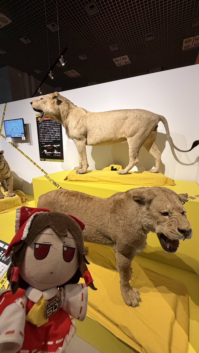 ふもふも幻想郷/Fumo JP Server tweet media