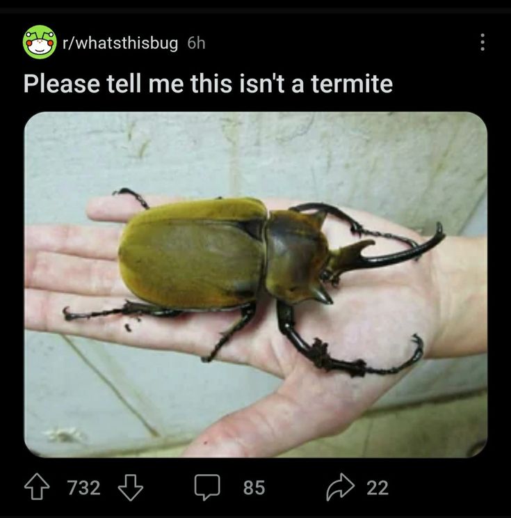 shadoomf🪲🇵🇸(homunculus enjoyer) tweet media