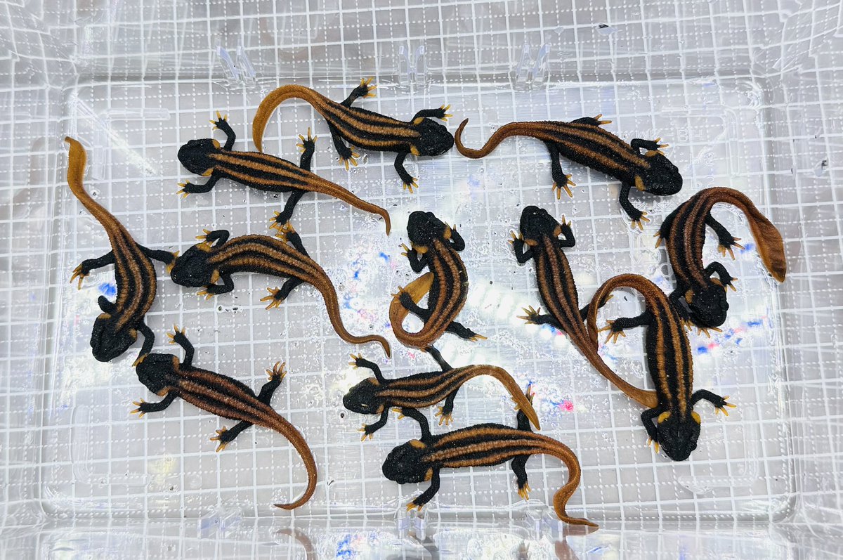 やーす tweet media