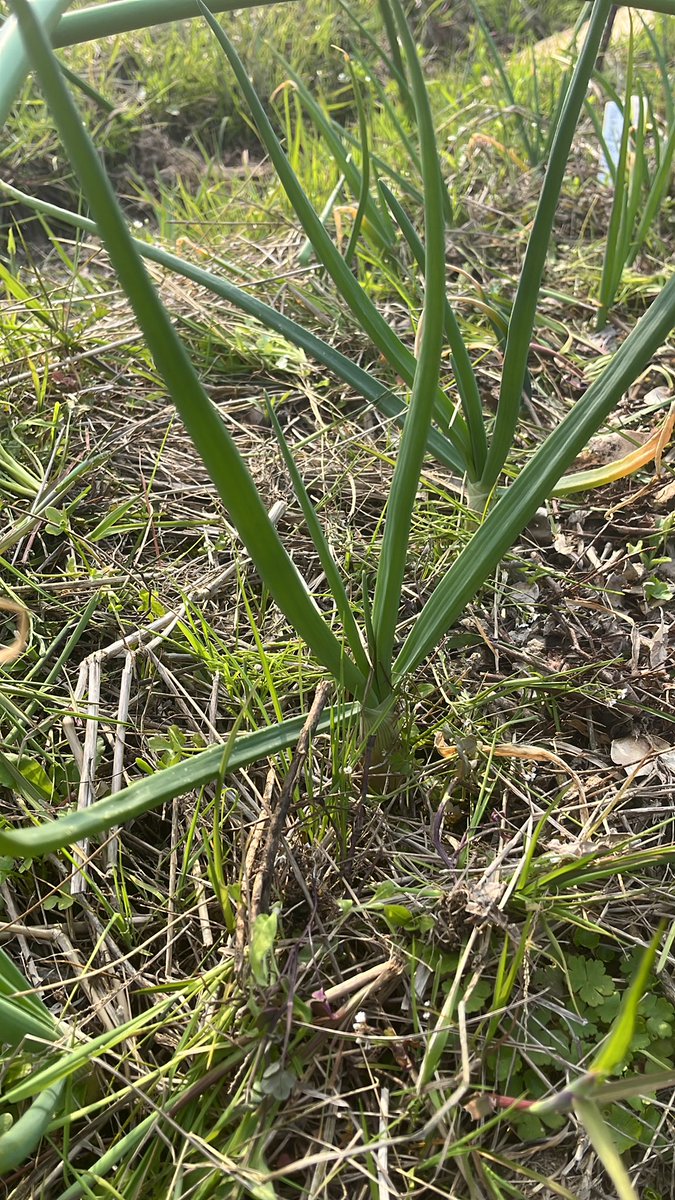 Mutsushi Asai | Metalium LLC tweet media