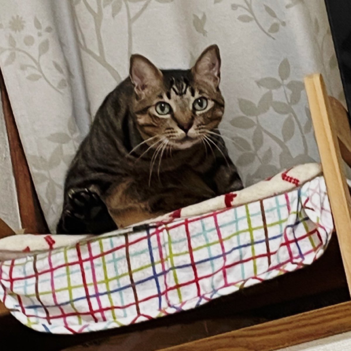 凸ちゃん 神保町 古本屋 なぜか押したイイネが消えます。 tweet media