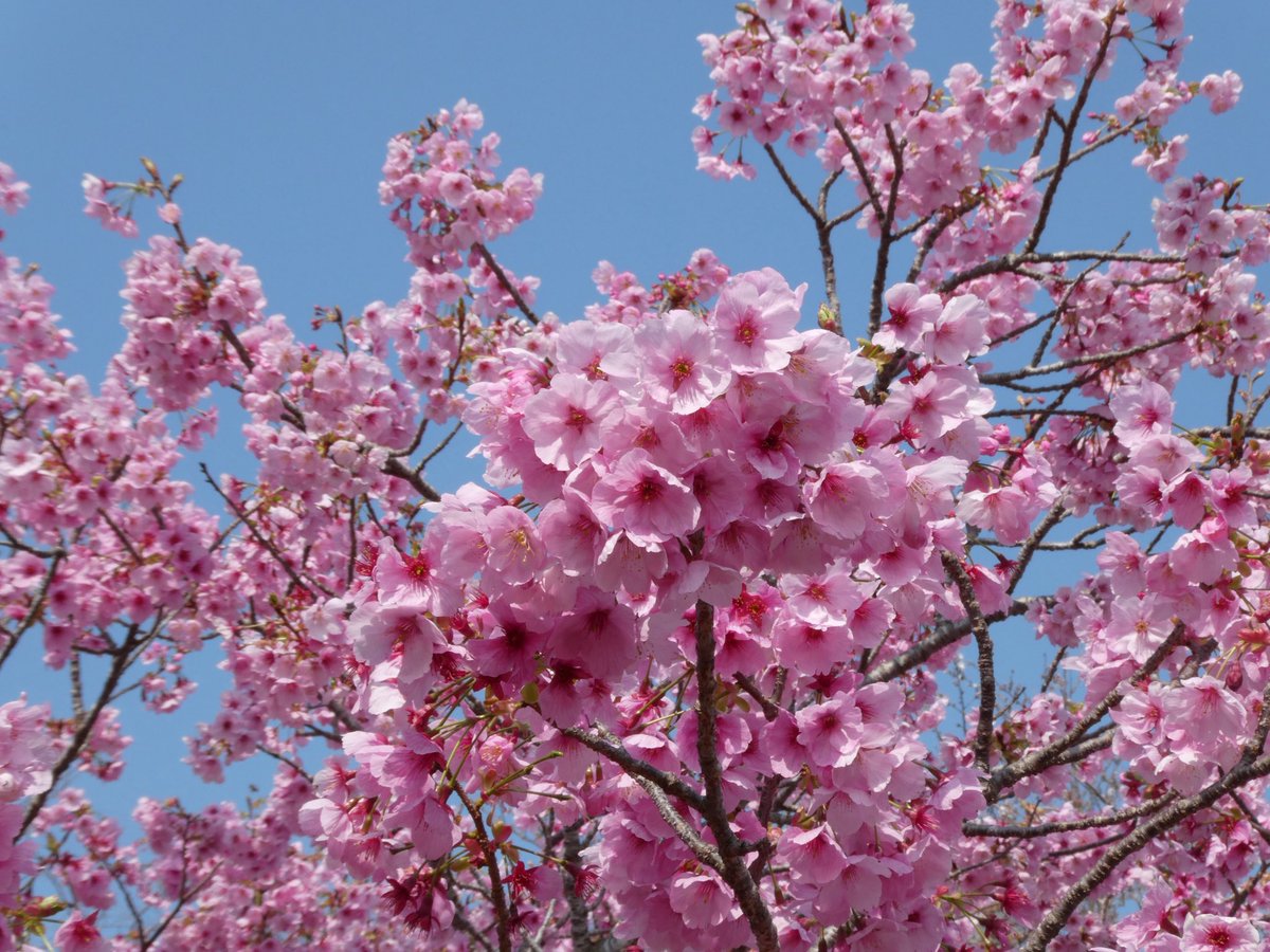 志摩市長　橋爪 政吉 tweet media