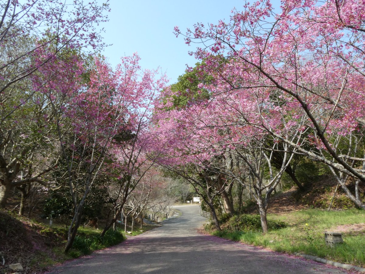 志摩市長　橋爪 政吉 tweet media