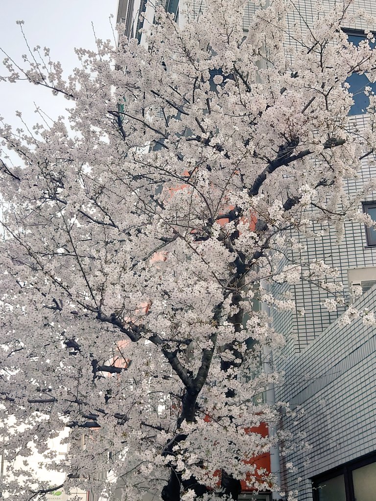 春だね🌸