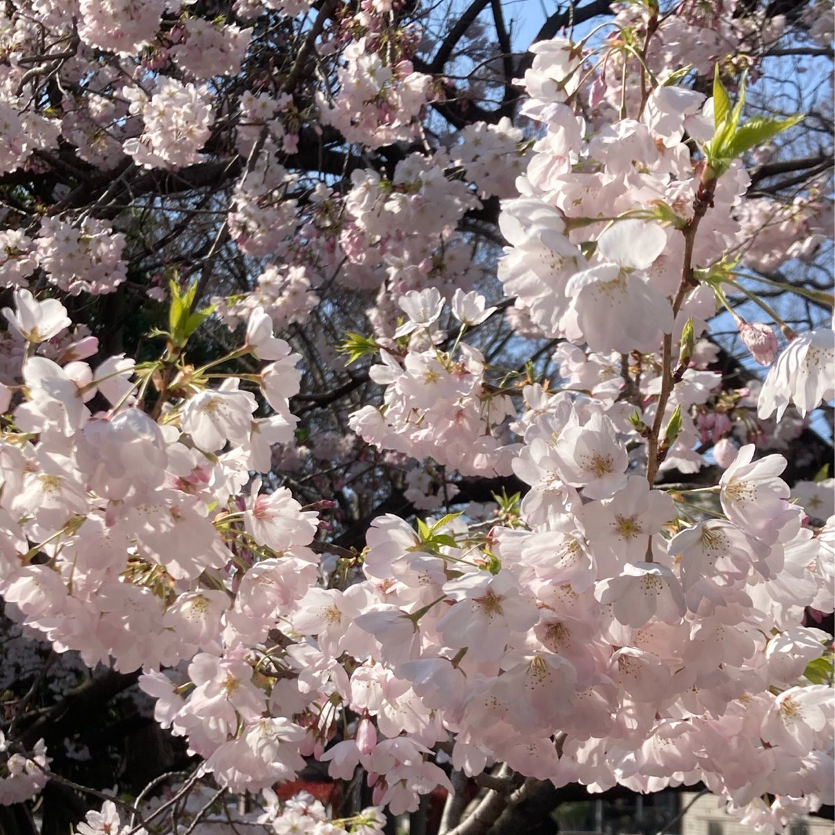 Ikue MORI tweet media