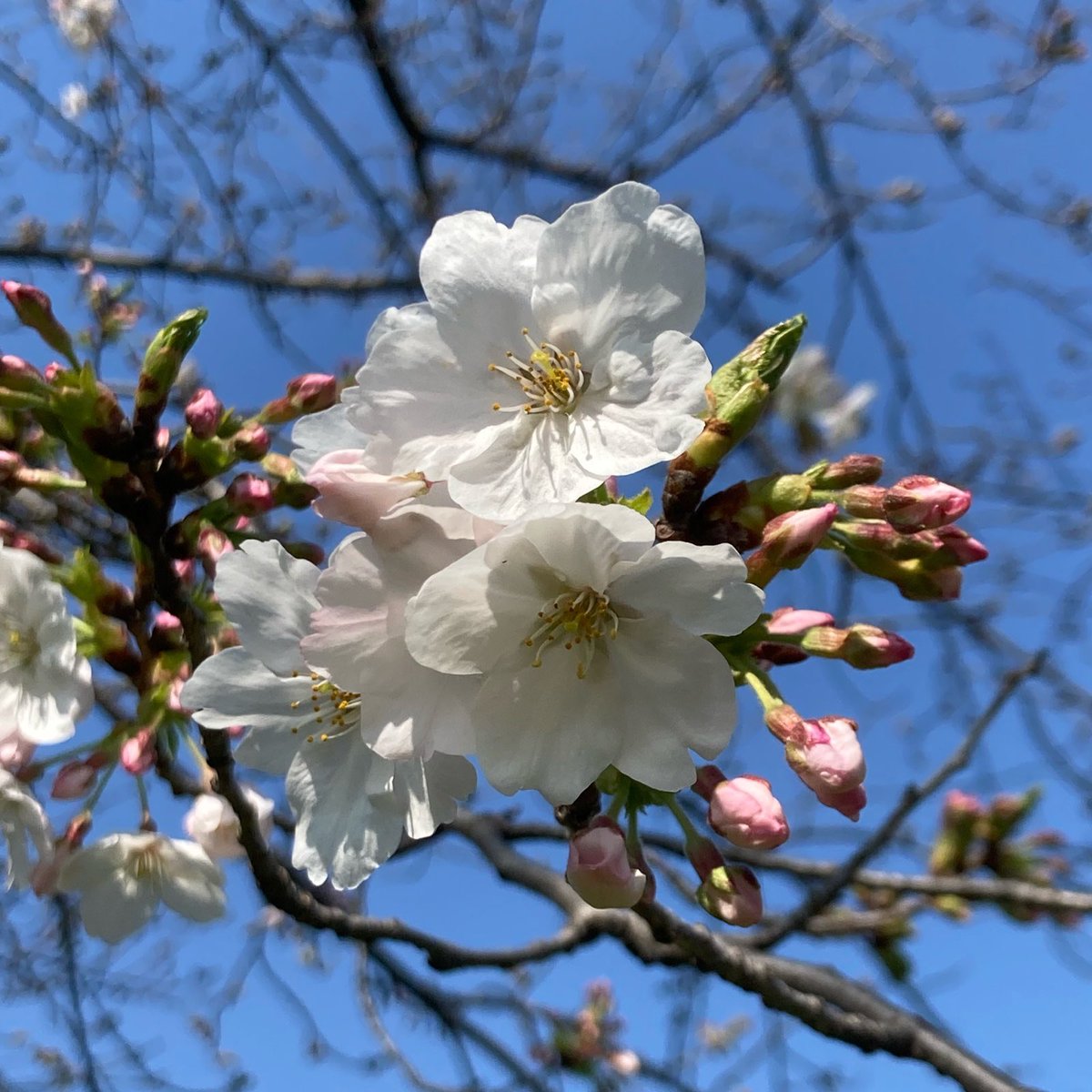 Ikue MORI tweet media