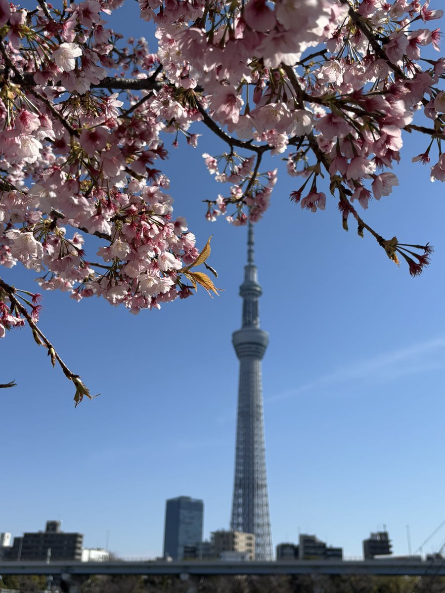 TarosOrigami's tweet photo. 浅草スタジオに、1年で1番忙しい季節がやってきました！
浅草スタジオの裏、隅田公園ではスカイツリーと一緒にお花見を楽しむことができます。
スタジオへもたくさんのお客様にお越しいただいています🌸 https://t.co/dshyeKv8ji