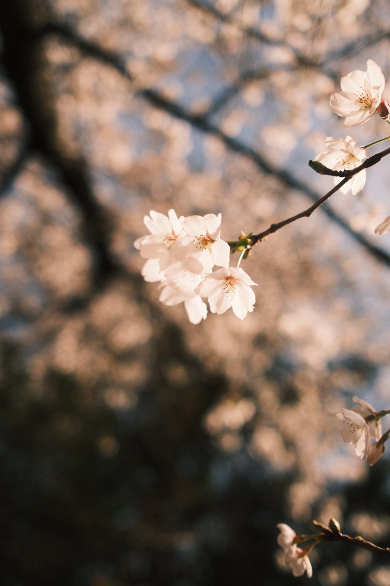 Innocent Grey_百合 tweet media