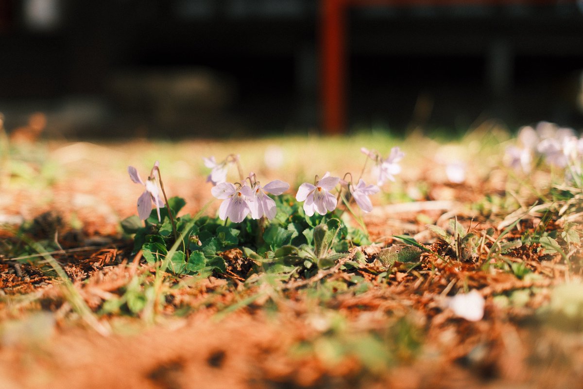 Innocent Grey_百合 tweet media