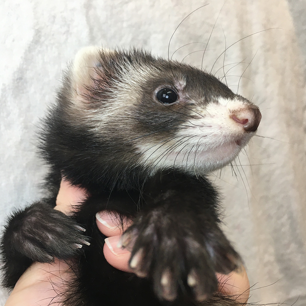 SBSコーポレーション tweet media