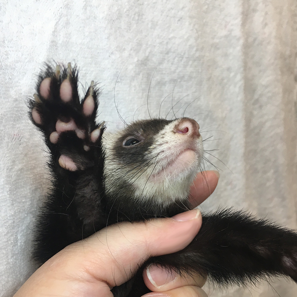 SBSコーポレーション tweet media