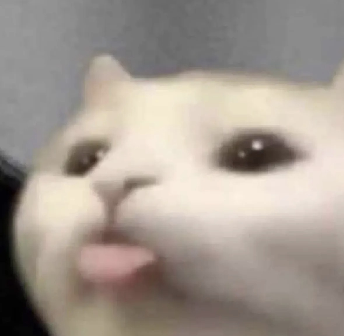 raccoon aesthetic. tweet media