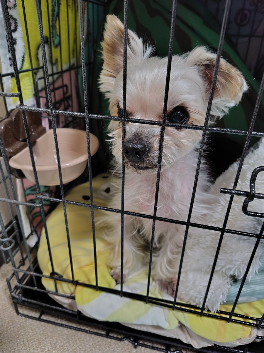 玲 (@deadendghost) on Twitter photo 