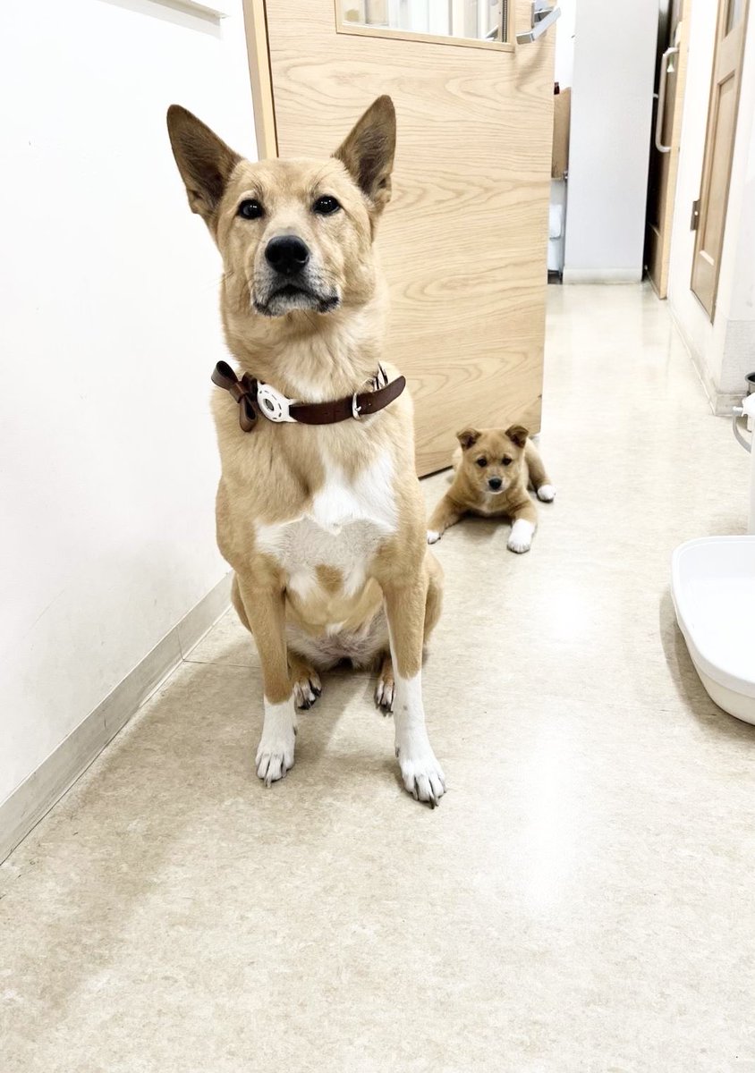 大師前どうぶつ病院 tweet media