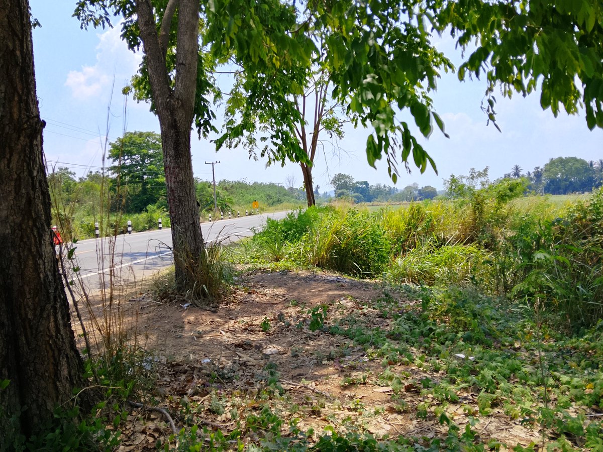 Sunatum Kongkay tweet media