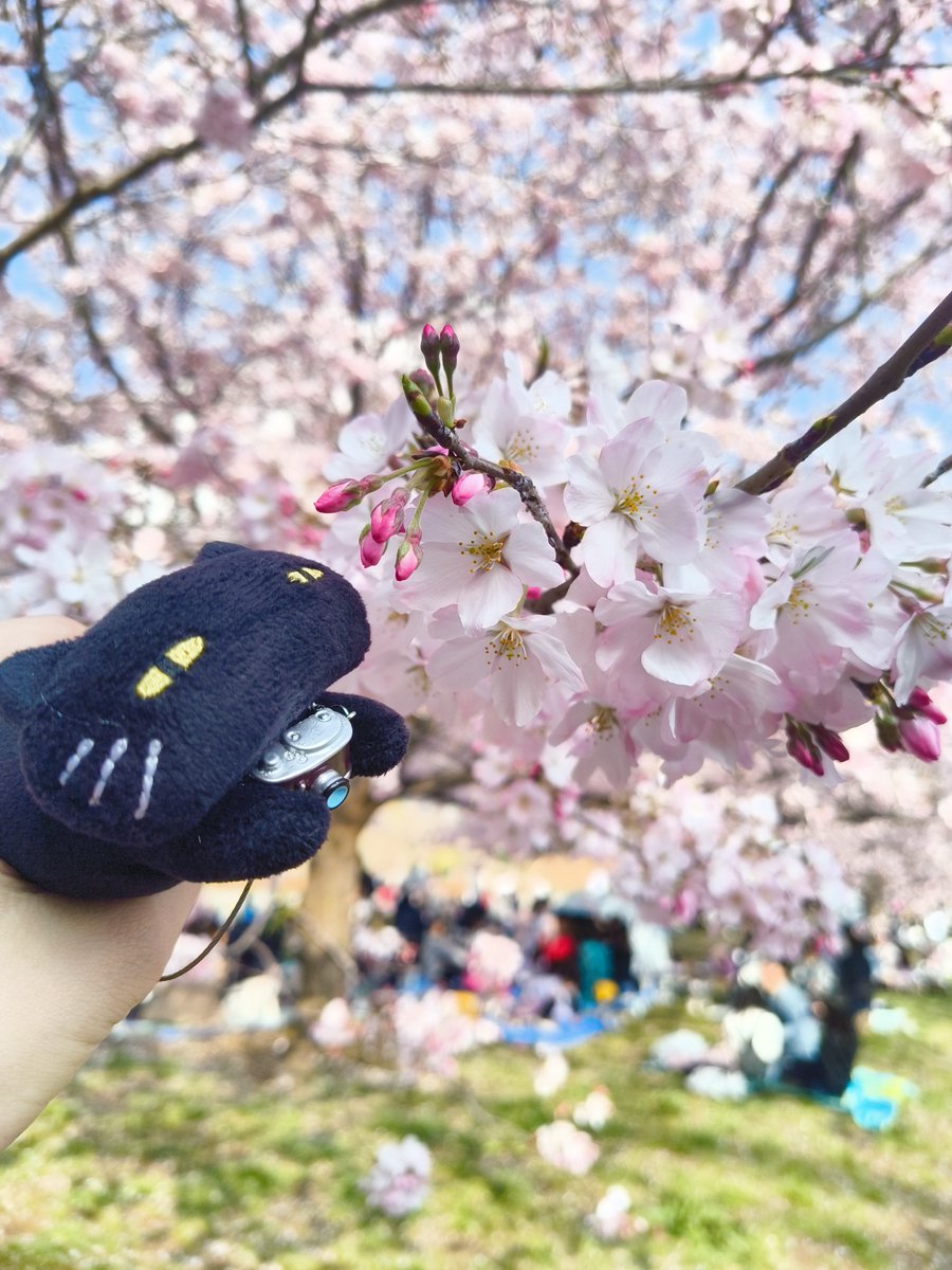 満開🌸