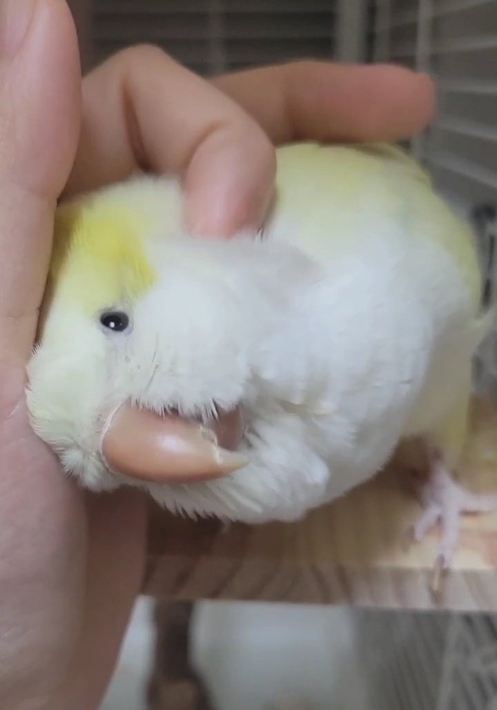 スマトラオオコンニャクと白菜 tweet media