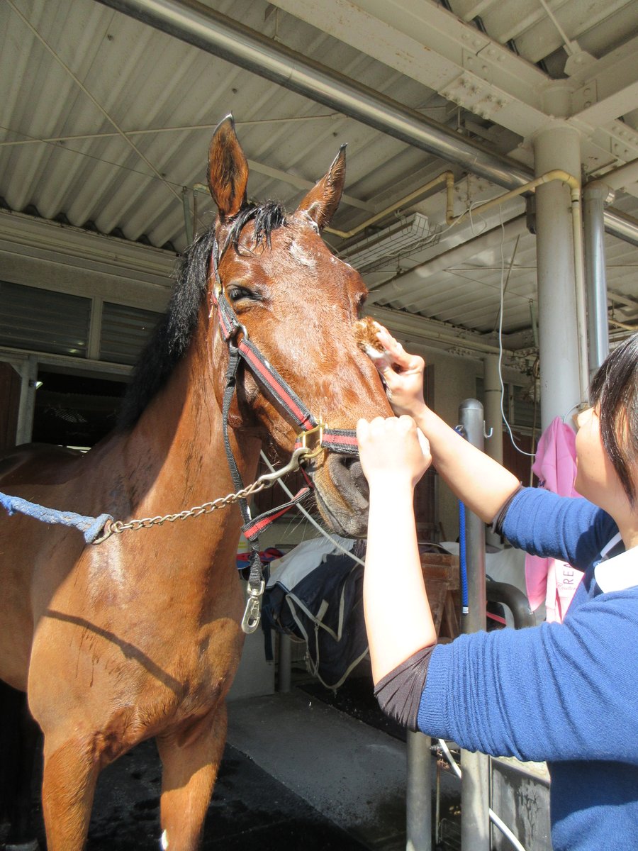 三木ホースランドパーク tweet media