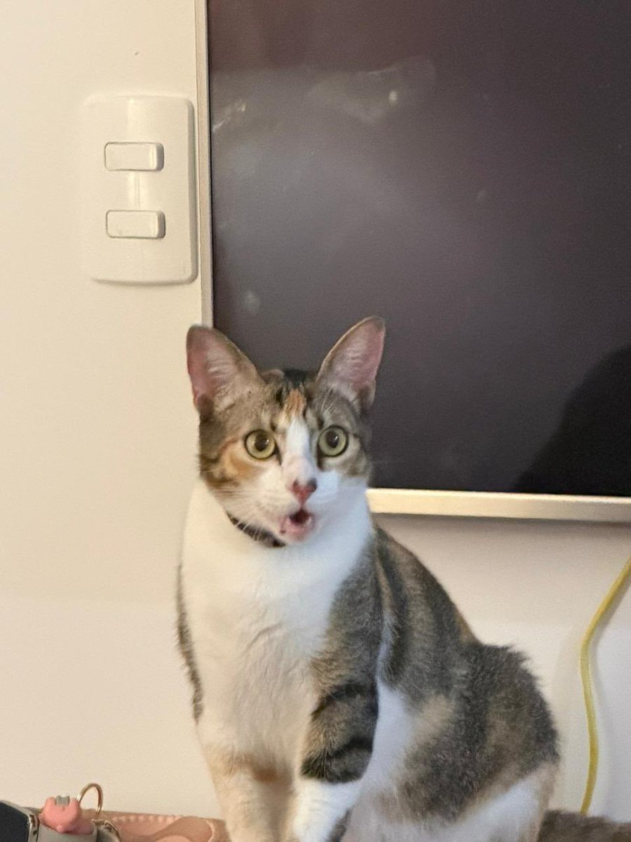 The Fate of Offeliars 🧡 tweet media