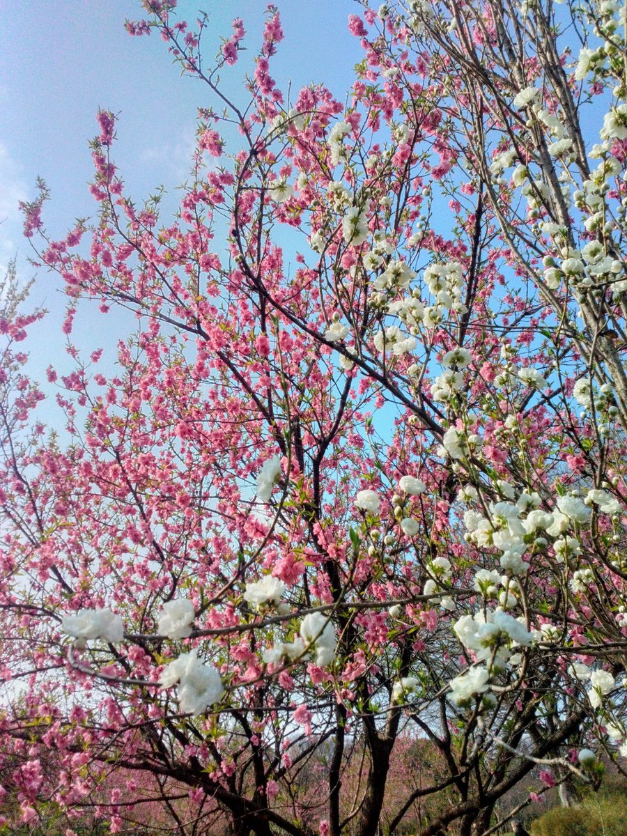 ハムカツおじさん tweet media