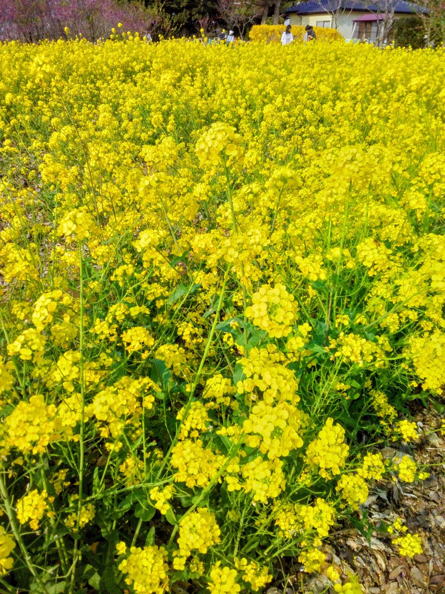 ハムカツおじさん tweet media