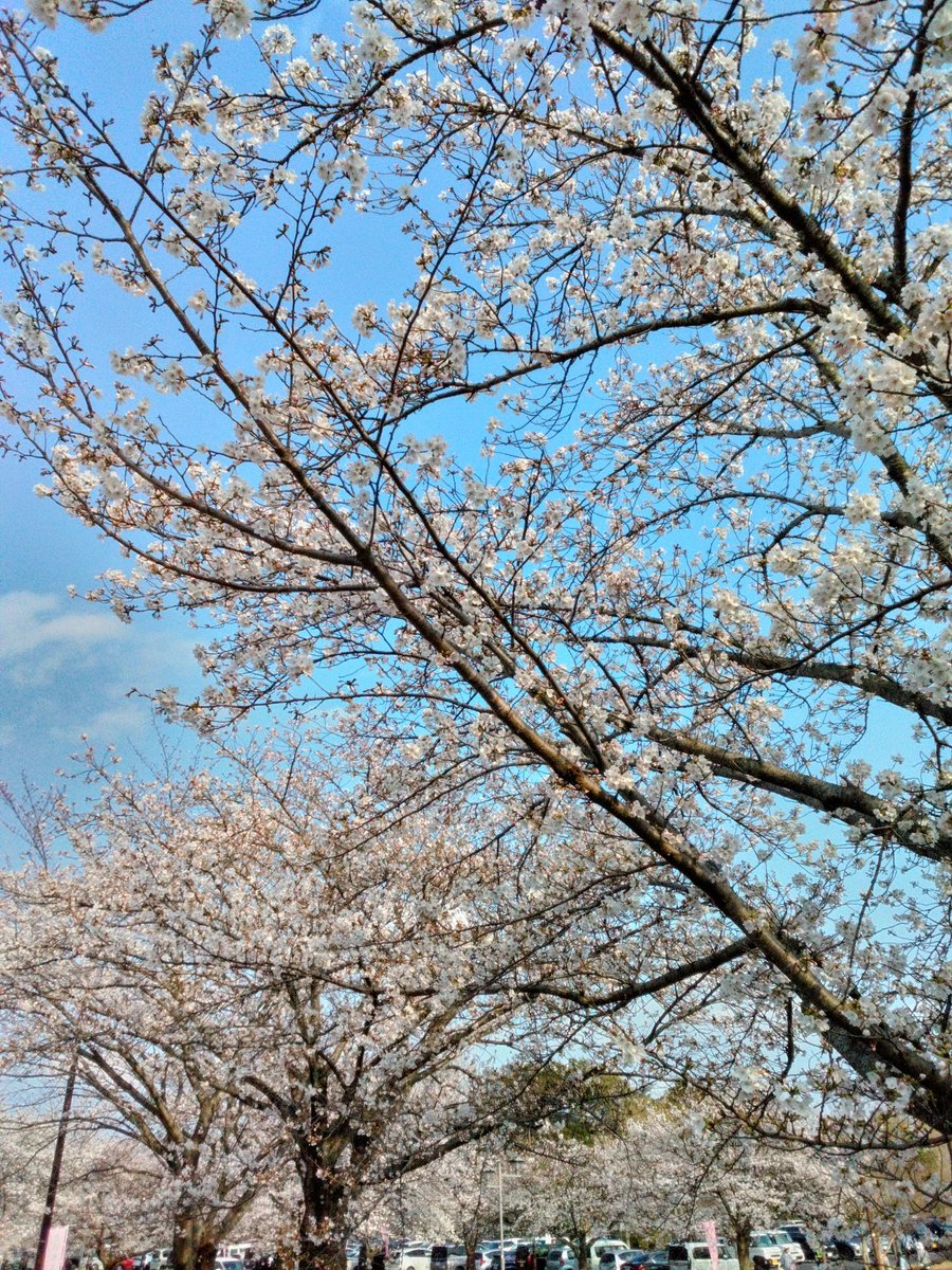 ハムカツおじさん tweet media