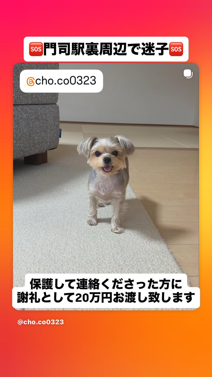 迷子犬ちょこちゃんを捜してます tweet media