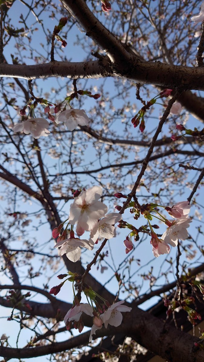 EMIKO🩵💙 tweet media