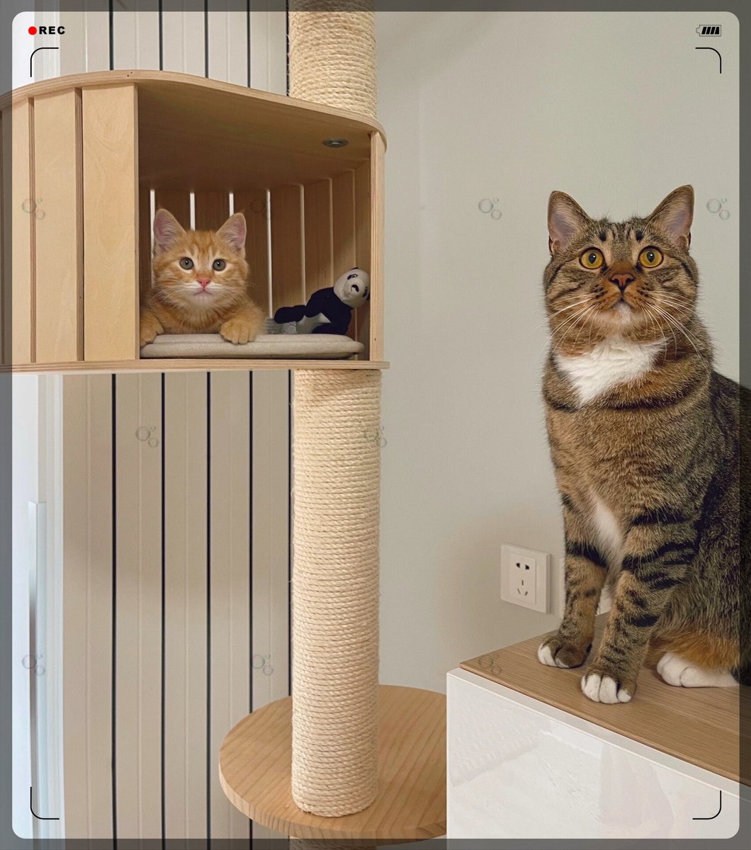 lousberg roland tweet media