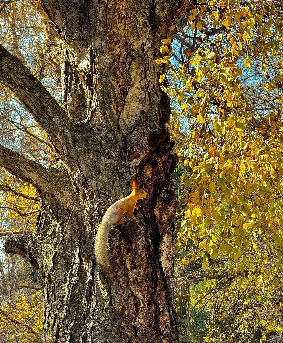 Thibault Robin tweet media