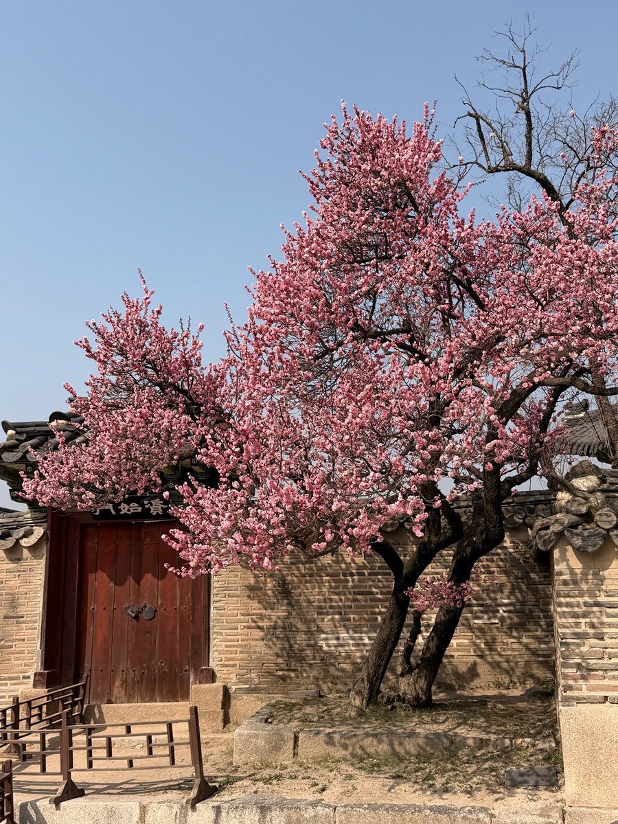 ดอกบ๊วยที่วังชางด็อกกุงสวยแล้วๆนะ สีชมพูสวยมากๆ ใส่ฮันบกเข้าวังกันๆๆ