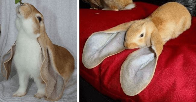 Cutes Animals tweet media