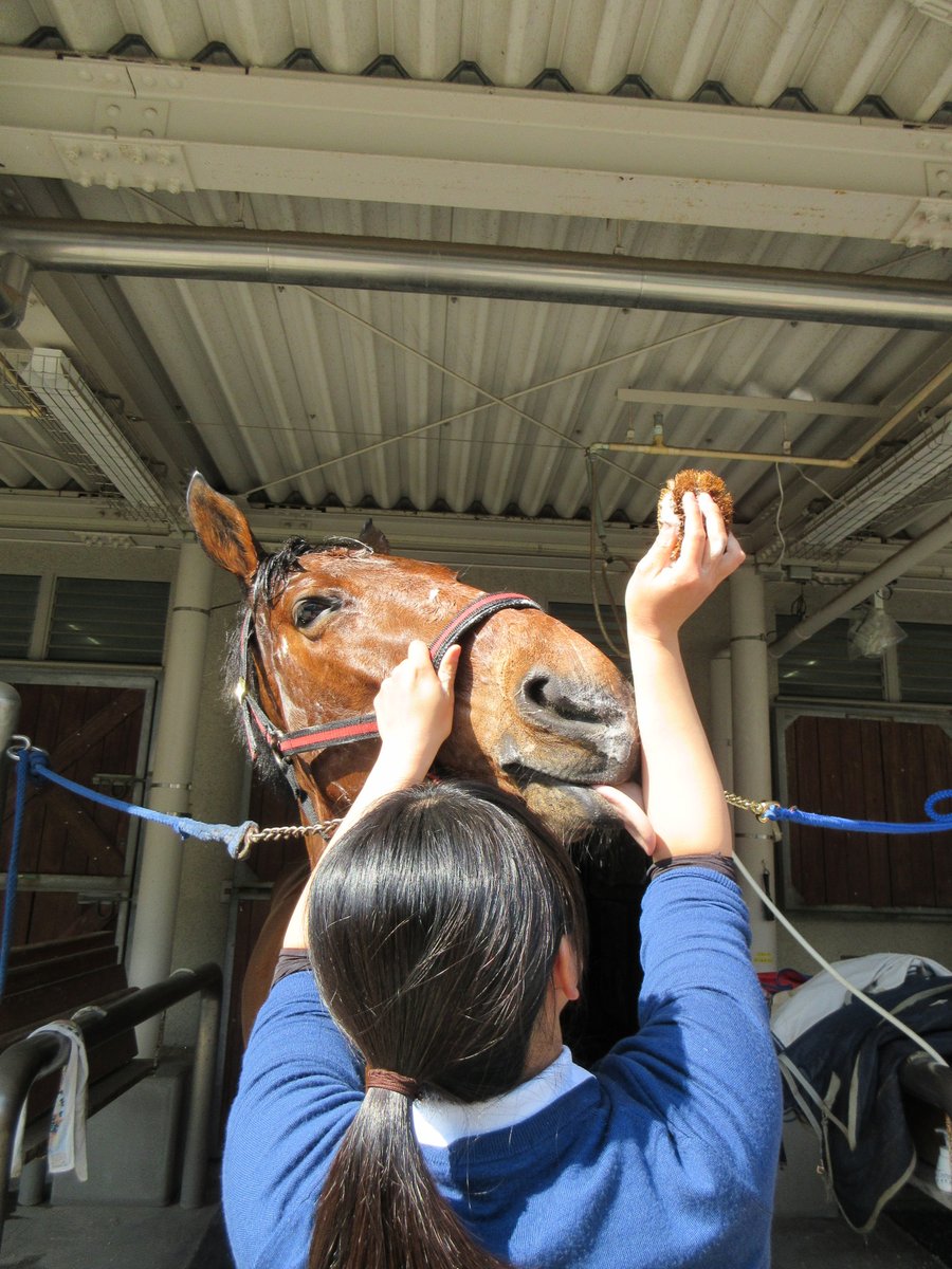 三木ホースランドパーク tweet media