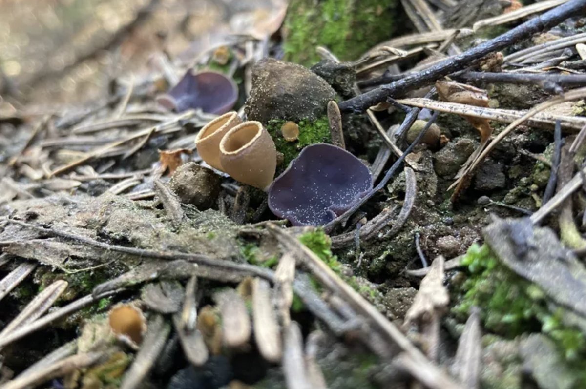 manuelacasasoli's tweet image. Read how charcoal-eating #fungi flourish after fires and could help rebuild burned ecosystems.

A new study identifies "fungi that may be useful inoculants to enhance recovery of polluted or burned soils."

#Science #Biology #Ecology
⏯️ Gene duplication, horizontal gene transfer,