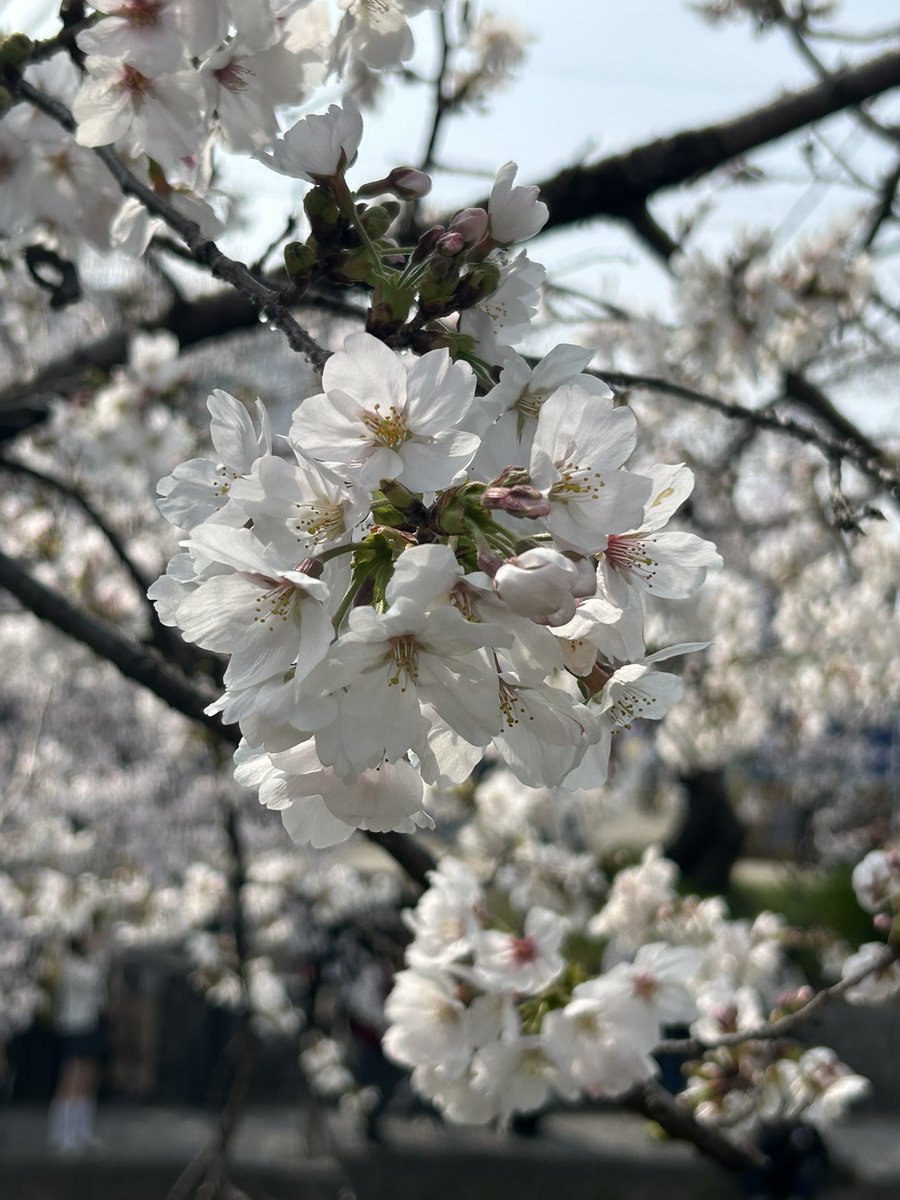 いおた♭ tweet media