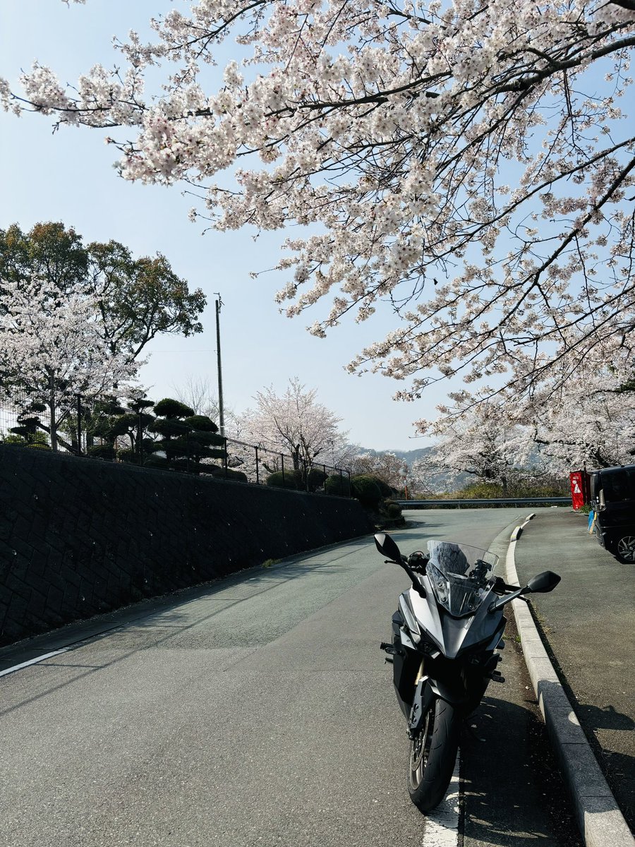 Kisaragigetti's tweet photo. 桜日和🌸 https://t.co/TEOBPxn2oN