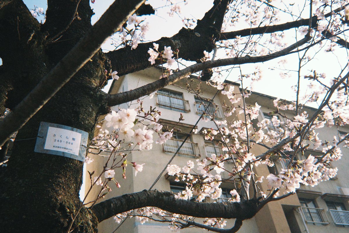 柊🐏僕ラブ49【ニジ51】 tweet media