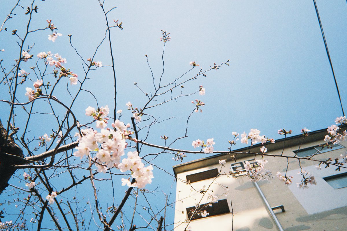 柊🐏僕ラブ49【ニジ51】 tweet media