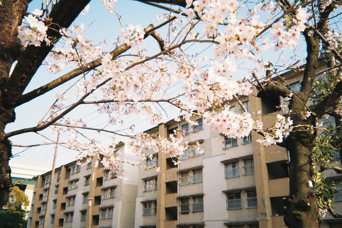 柊🐏僕ラブ49【ニジ51】 tweet media