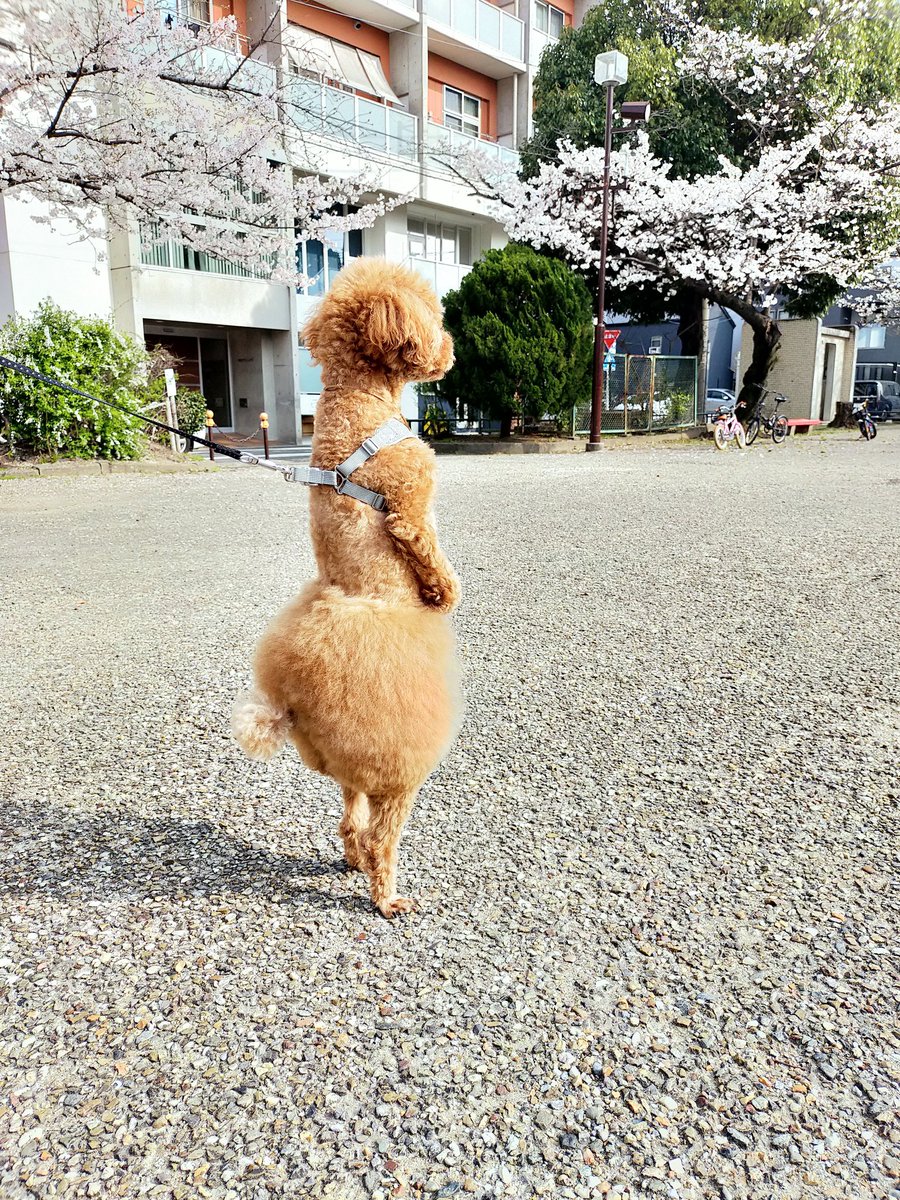 renozax's tweet photo. 立見の花見🐕🌸 https://t.co/jWVckDKVmG