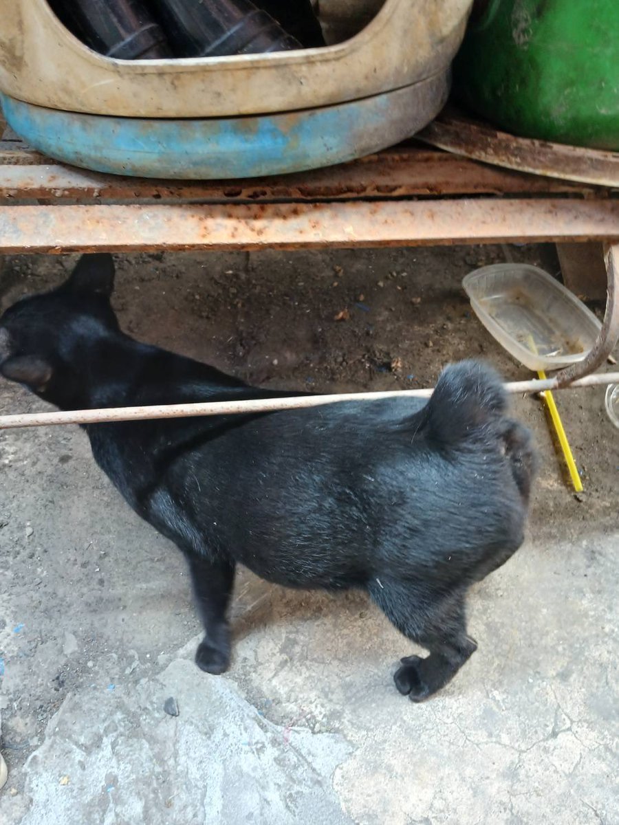 𝐌𝐞𝐨𝐰𝐦𝐱𝐧_ tweet media