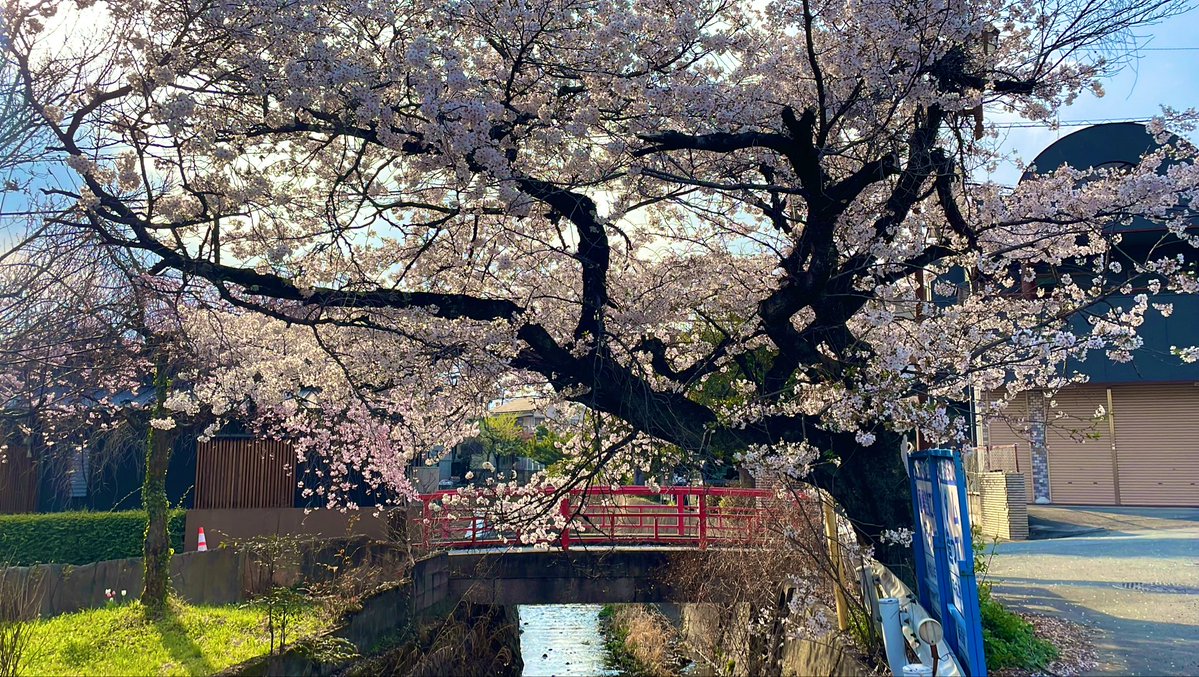 PuddingToofu tweet media