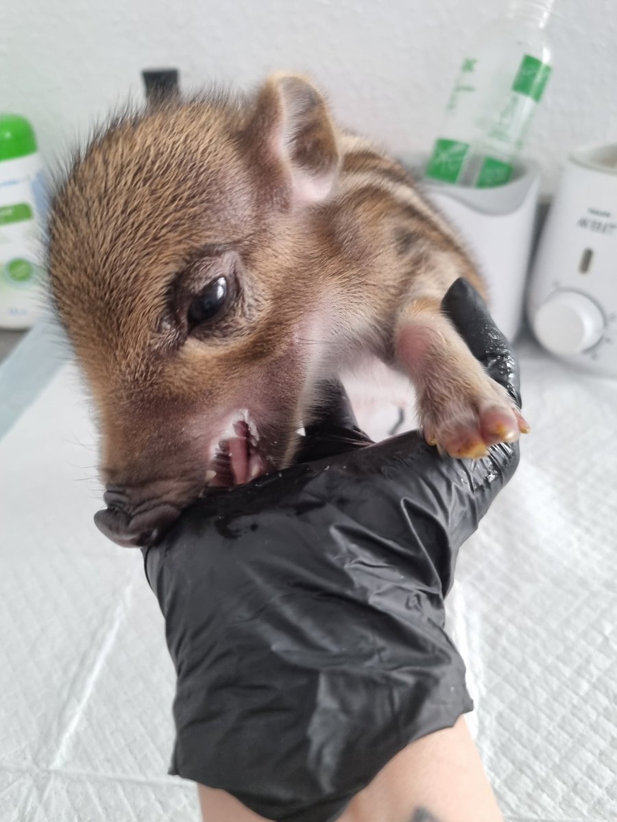 Viechertante tweet media